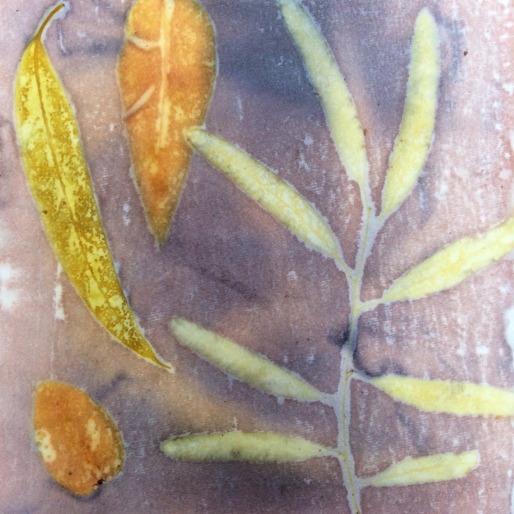 Watercolour paper eco-printed with avocado and gum leaves